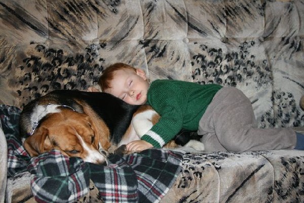 Do Adopcji 2-letni Pies W Typie Beagle Hesio 2